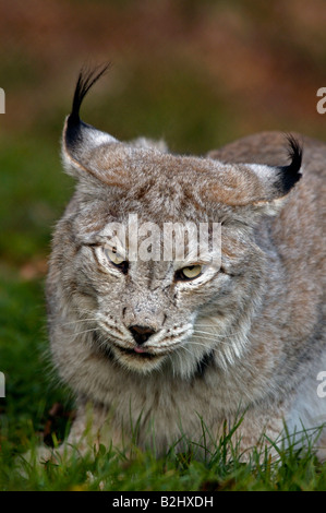 Europaeischer Luchs Felis Lynx europäischer Luchs Deutschland Stockfoto