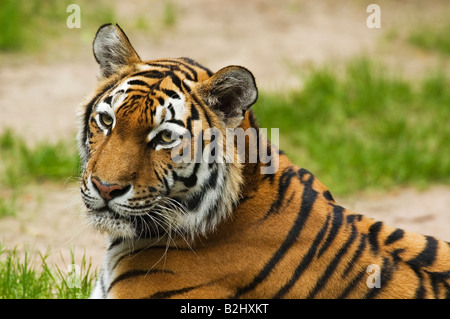 Sibirischer Tiger-Panthera Tigris Altaica Amur Tiger Weibchen Portrait Stockfoto