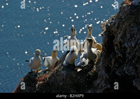 Nördlichen Basstölpel Morus Bassanus große Seevogel Norden Basstölpel Helgoland Schleswig Holstein-Deutschland Stockfoto