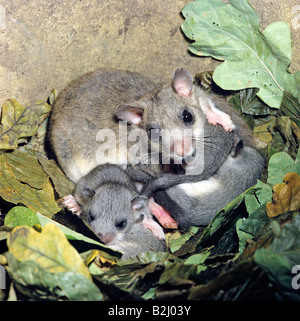 Fett Europäische Siebenschläfer Glis Glig mit jungen Stockfoto