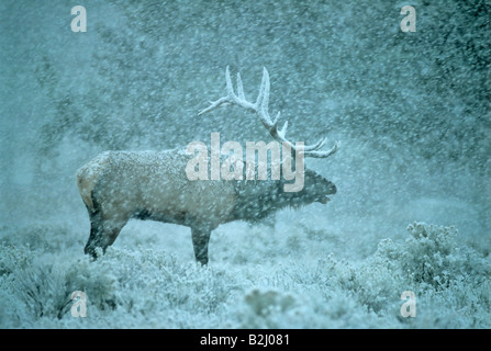 Wapiti-Bulle im Schnee Cervus Elaphus Yellowstone NP USA Stockfoto