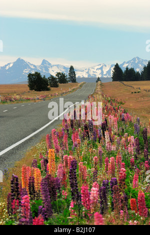 Land Straße Lupinen Lupinus Burkes Pass Bergpass Canterbury Neuseeland Südinsel Stockfoto