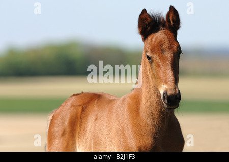 Traber Pferde Rennpferd Racer Reitsport Pferd Racer Reitpferd Reitpferd Stockfoto