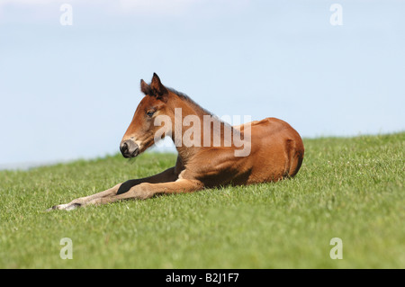 Traber Pferde Rennpferd Racer Reitsport Pferd Racer Reitpferd Reitpferd Stockfoto