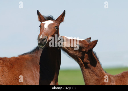 Traber Pferde Rennpferd Racer Reitsport Pferd Racer Reitpferd Reitpferd paar paar Stockfoto