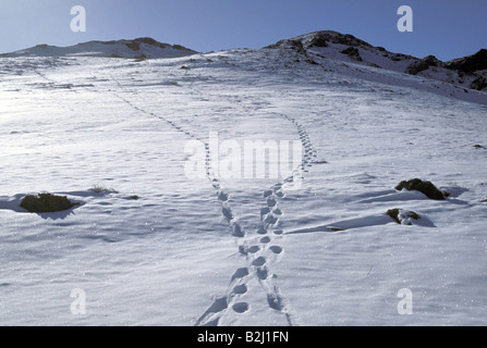 Zoologie / Tiere, Säugetier / Säugetier-, Snow Leopard (Panthera Unica), Spuren im Schnee, Altai Gebirge, Mongolei, Vertrieb: Ich Stockfoto