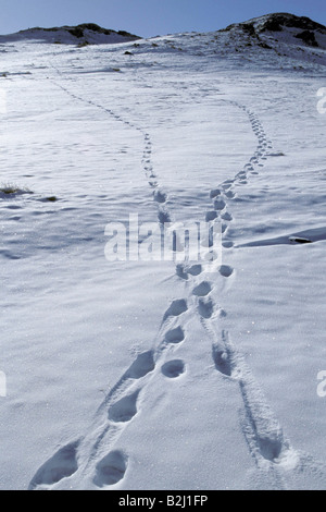 Zoologie / Tiere, Säugetier / Säugetier-, Snow Leopard (Panthera Unica), Spuren im Schnee, zwei oben, eine unten, Altai Gebirge, Mongoli Stockfoto