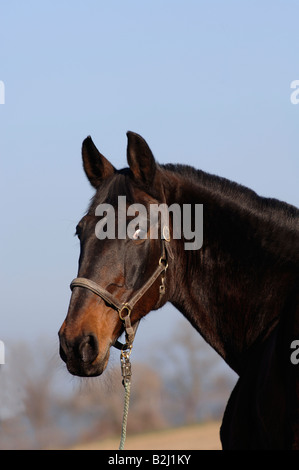 Tschechisches Warmblut Tschechisches Warmblutpferd Tschechische Warmblut Pferd Stockfoto