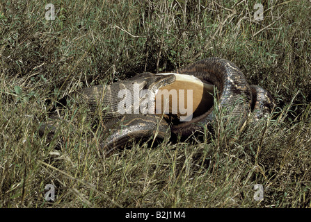 Zoologie / Tiere, Reptilien, Schlangen, Python Sebae (Python Sebae), Impala (Aepyceros Melampus), Nairobi-Nationalpark, Kenia, d Stockfoto