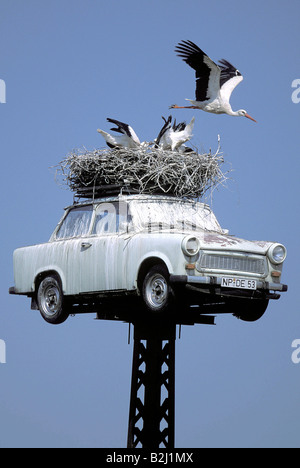 Zoologie / Tiere, Vogelgrippe / Vogel, Störche, Weißstorch (Ciconia Ciconia), fliegen weg von Nest, die jungen im Nest, Neuruppin, Deutsch Stockfoto