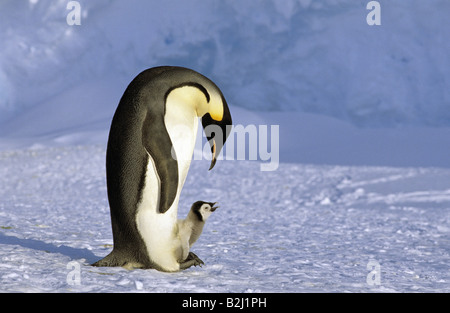 Zoologie / Tiere, Vögel, Pinguine, Kaiserpinguin (Aptenodytes Forsteri), mit Cub, Antarktis, Dawson-Lambton-Gletscher, Distr Stockfoto