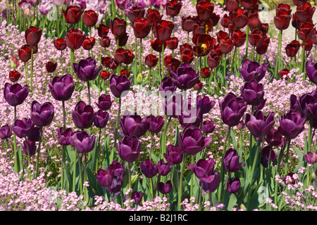 Tulpe Tulipa blühende Pflanze Blumenbeet Blumenbeet Deutschland Stockfoto