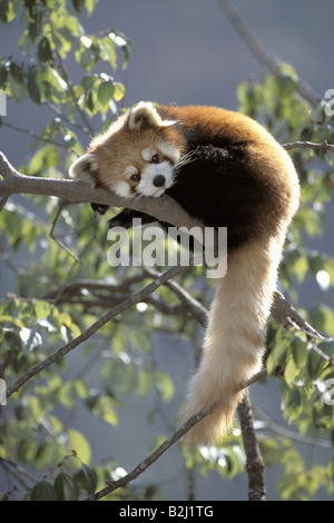 Zoologie / Tiere, Säugetier / Säugetier-, fire Fox, (Ailuridae), Red Panda (Ailurus Fulgens), auf Ast, Panda Zentrum Wolo Stockfoto