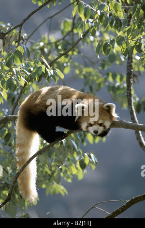 Zoologie / Tiere, Säugetier / Säugetier-, fire Fox, (Ailuridae), Red Panda (Ailurus Fulgens), auf Ast, Panda Zentrum Wolo Stockfoto
