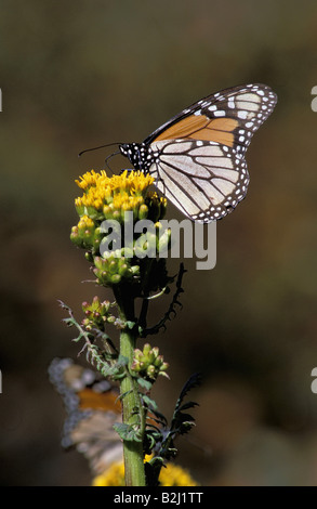 Zoologie / Tiere, Insekten, Schmetterlinge, Schmetterling, (Danaus Plexippus), sitzen auf Blüte, Mexiko, Vertrieb: Amerika Stockfoto