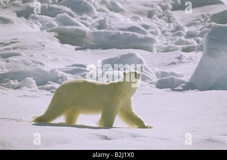 Zoologie / Tiere, Säugetier / Säugetier-, Bären, Eisbären (Ursus Maritimus), laufen, Spitzbergen, Svalbard, Norwegen, Distributionskapazitäten Stockfoto