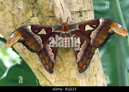 Zoologie / Tiere, Insekten, Schmetterlinge, Atlas Moth (Attacus Atlas), sitzt auf Baumstumpf, Verbreitung: Südost-Asien, Butte Stockfoto