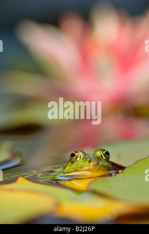 Essbare Frosch außer Esculentus europäischen Frosch Baden-Württemberg Deutschland Stockfoto