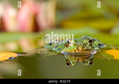 Essbare Frosch außer Esculentus europäischen Frosch Stockfoto