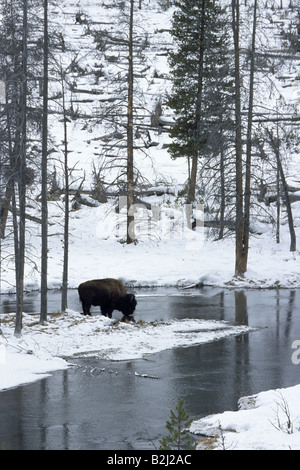 Zoologie/Tiere, Säugetiere, Säugetier/Bisons (Bison bison), Trinken in Fluss-, Yellowstone National Park, USA, Verbreitung: Nordamerika, Additional-Rights - Clearance-Info - Not-Available Stockfoto