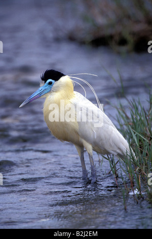 Zoologie/Tiere, Vogel/Vogel, Reiher, Fischreiher, (Pilherodius pileatus), im Wasser stehend, Panatal, Brasilien, Verbreitung: Südliches Afrika, Additional-Rights - Clearance-Info - Not-Available Stockfoto