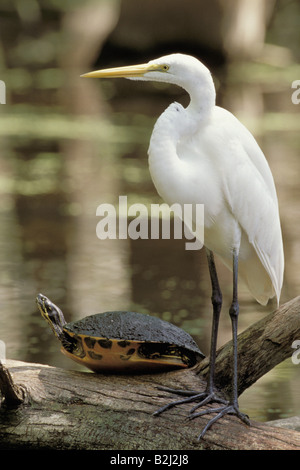 Zoologie/Tiere, Vogel/Vogel, Reiher, Silberreiher, (Ardea alaba), Red-bellied Turtle, (Pseudemys rubriventris), auf Zweig, Florida stehen, Verbreitung: Weltweit, Additional-Rights - Clearance-Info - Not-Available Stockfoto