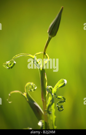 Wiese Schwarzwurzeln er Pratensis Astern Stockfoto