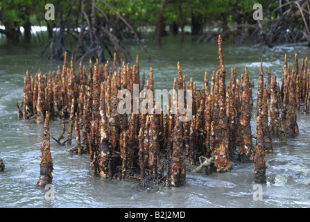 Botanik, Mangrove (Avicennia), Arten, Grey Mangrove (Avicennia marina), Wurzel im Wasser, Kenia, Ostafrika, Additional-Rights - Clearance-Info - Not-Available Stockfoto