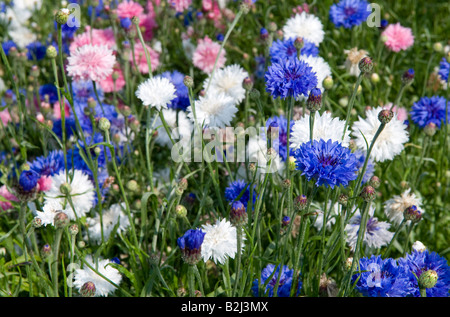 Auswahl an Wildblumen im englischen Garten Stockfoto