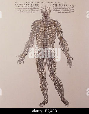 Medizin, Anatomie, Nervus, Holzschnitt, "de humani corporis fabrica" von Andreas Vesalius, 1543, Privatsammlung, Stockfoto