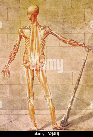 Medizin, Anatomie, Rückseite eines Mannes, Gemälde von Jacques Gautier d' Agoty für 'Cours complet d' Anatomie' von Jadelos, ca. 1750, Pharmaziehistorisches Museum, Basel, Stockfoto