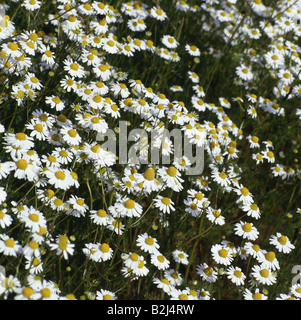 Botanik, Kamille, Kamille (Matricaria Chamomilla), Additional-Rights - Clearance-Info - Not-Available Stockfoto