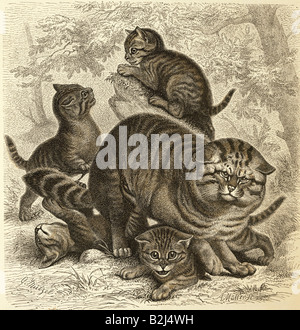 Zoologie / Tiere, Säugetier / Säugetiere, Katzen, Europäische Wildkatze, (Felis silvestris), mit vier Kätzchen, Holzgravur, farbig, von "illustrierte Tierwelt Thierleben", von Alfred Edmund Brehm, Hildburghausen, Deutschland, 1864 - 1869, Privatsammlung, Stockfoto