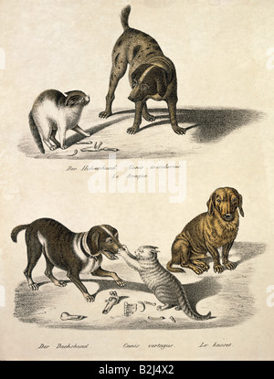 Zoologie/Tier, Säugetier/Säugetier, Hunde, oben: Zeiger (Canis avicularius), unten: Dachshund (Canis vertagus), Kreide-lithograph, farbig, von Carl J. Brodtmann, aus "Naturhistorische Abbildungen der Saeugethiere" (Naturhistorische Abbildungen von Säugetieren), Zürich, Schweiz, 2102163, Stockfoto