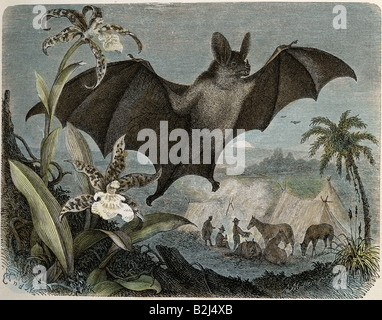 Zoologie/Tiere, Säugetier/Säugetiere, Fledermäuse (Chiroptera), Blattnasenfledermäuse (Phyllostomidiums), Spektralfledermaus (Vampyrum Spectrum), Holzgravur, farbig, von 'Die Saeugetiere', von Alfred Brehm, Leipzig, Deutschland, 1893, Privatsammlung, Stockfoto