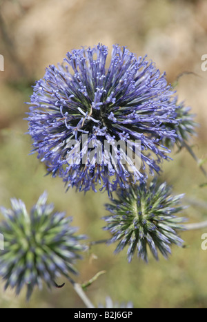 Laubbäume wilder Lauch oder wilder Knoblauch Allium ampeloprasum Stockfoto