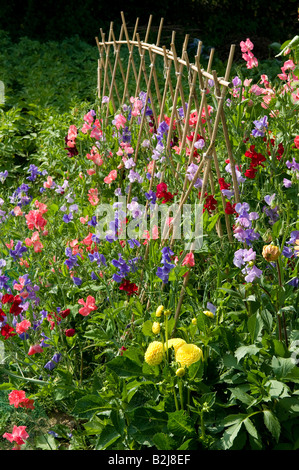 Süße Erbsenblumen und Läufer Bohnen Rohrrahmen im Garten, norfolk, england Stockfoto