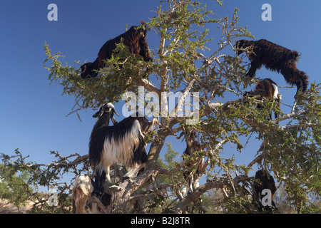 Ziegen thront in einem Arganbaum Fütterung auf den Blättern nördlich von Agadir, Marokko Stockfoto