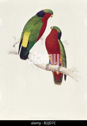 Zoologie, Vogelkunde/Vogel, Kuhls Parrakeet (Psittacula Kuhlii), lithographisch von Edward Lear, "Illustrationen der Familie der Psittaciden", London, 1831/3, Privatsammlung, Stockfoto