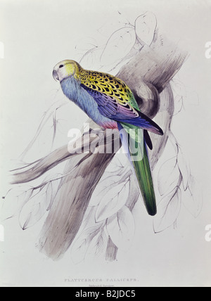 Zoologie, Vogel/Vogel, Rosella (Platycercus), lithographisch von Edward Lear, "Illustrationen der Familie der Psittaciden", London, zwischen 38/1 und 182, Privatsammlung, Stockfoto