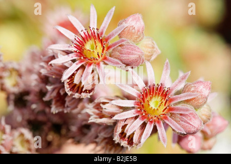 Hühner und Küken Sukkulente Sempervivum tectorum Stockfoto