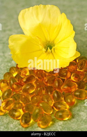 Nachtkerze Oenothera biennis Stockfoto