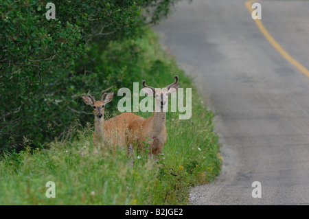 Zwei White-Tail-Hirsch Stockfoto