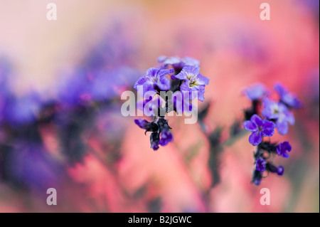 Heliotropium Arborescens "Marine". Heliotrop "Marine" Stockfoto