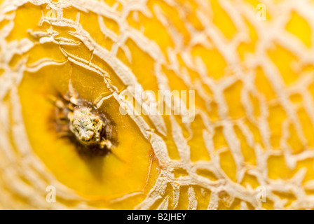 Horizontale Makro Nahaufnahme der gemusterte Haut einer Reife Galia-Melone Stockfoto