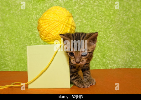 Süße Bengal Kätzchen auf bunte orange und grün Hintergrund mit gelben Wollknäuel Stockfoto