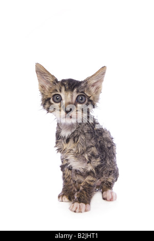 Nasse Katze nach einem Bad isoliert auf weißem Hintergrund Stockfoto
