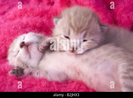 Zwei entzückenden Kätzchen liegen und schlafen auf heiße rosa pelzigen Hintergrund Stockfoto