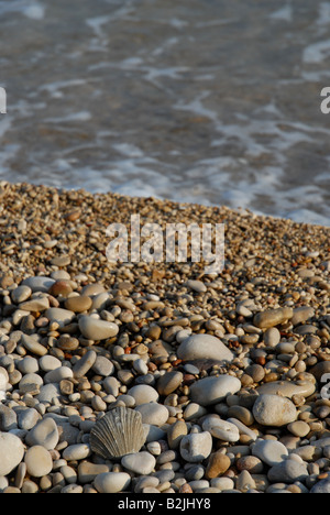 Fossil einer Muschel auf einem Kieselstrand, Javea / Xabia, Provinz Alicante, Comunidad Valenciana, Spanien Stockfoto