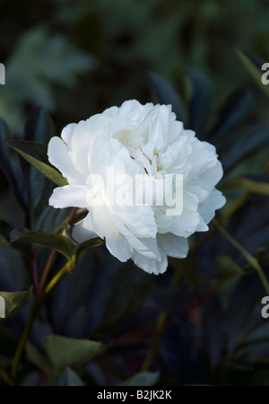 PAEONIA LACTIFLORA FESTIVA MAXIMA PFINGSTROSE Stockfoto